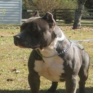 Meet your Posher, Troy stymo